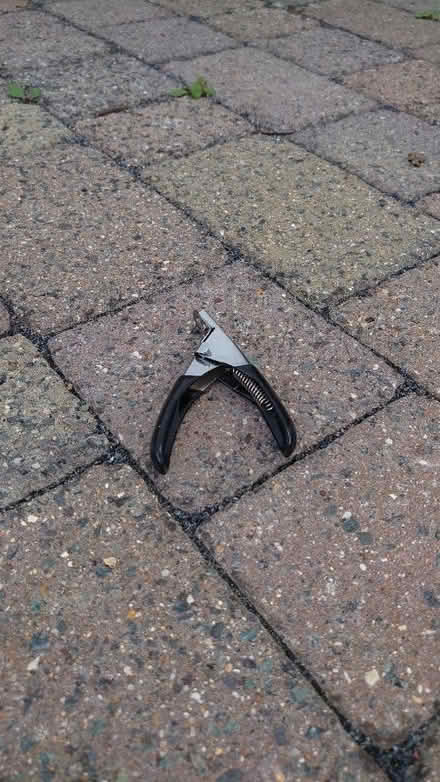 Photo of free Cat stuff (Tonbridge) #3