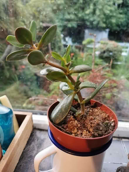 Photo of free House Plants (Saltaire BD18) #1