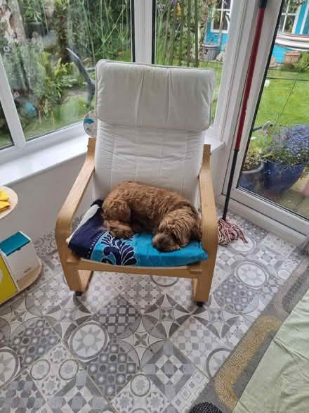 Photo of free Ikea poang chairs x2 (Upton CH2) #1