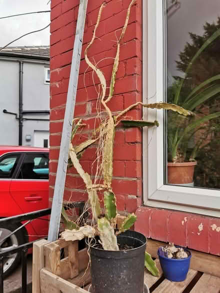 Photo of free House Plants (Saltaire BD18) #2