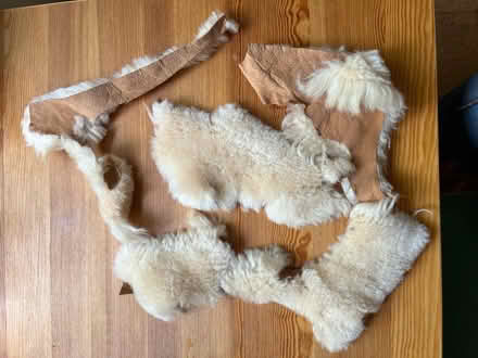 Photo of free Sheepskin off cuts (Stroud GL5) #1