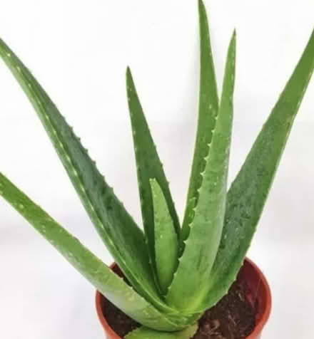 Photo of aloe vera plant (Sengkang) #1