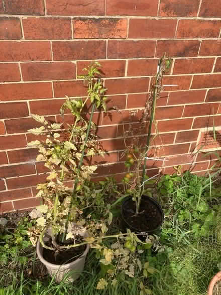 Photo of free Tomato plants (Potternewton LS7) #1
