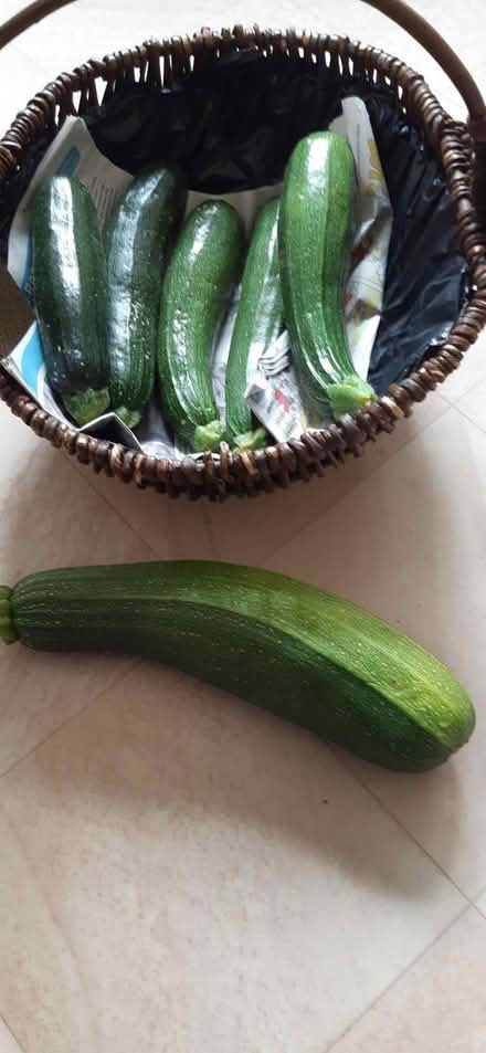 Photo of free Courgettes (Clitheroe BB7) #1