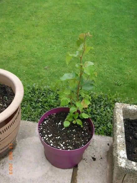 Photo of free Young tree (Overton LA3) #1