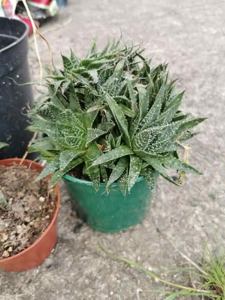 Photo of free House Plants (Saltaire BD18) #3