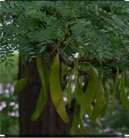 Photo of Honey Locust Seedlings (Alta Vista) #1