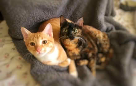 Photo of Cat Stuff For Rescues (TN18) #1