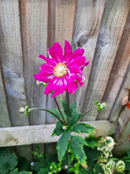 Photo of free Small Pink Japanese anemone cutting (Morden SM4) #1
