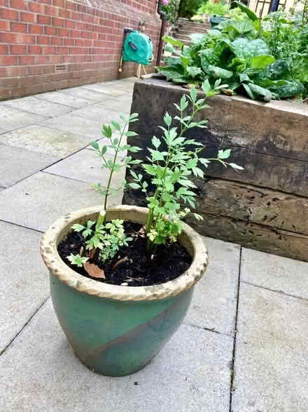 Photo of free Potted lovage plant (Triscombe TA4) #1