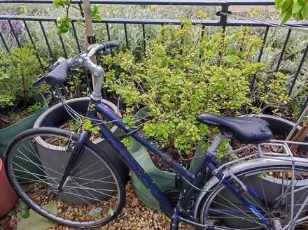 Photo of free Ridgeback metro ladies bike (Leith EH6) #3