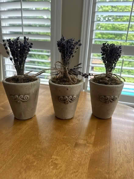 Photo of free Decorative Pots (Aurora) #1