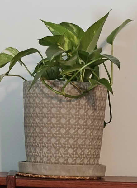 Photo of free House plants (Powhatan Crossing) #1