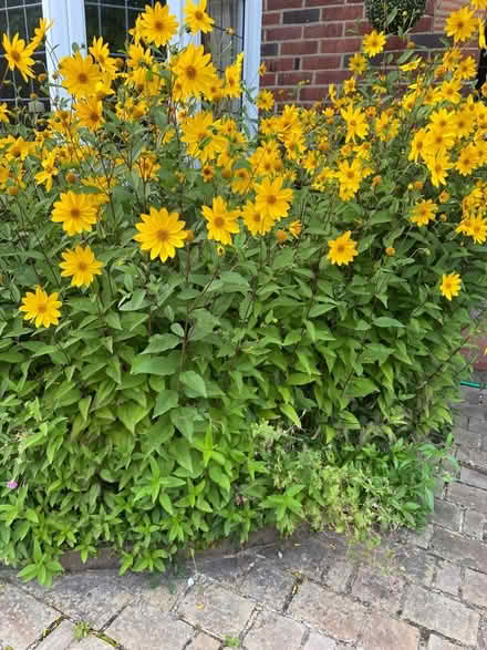 Photo of free Sunflower like flowers seeds (St Albans AL1) #2