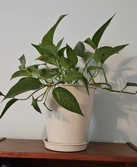 Photo of free House plants (Powhatan Crossing) #2