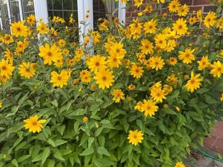 Photo of free Sunflower like flowers seeds (St Albans AL1) #1