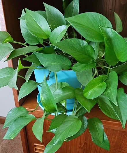 Photo of free Unpotted plants--pothos til 8.20.23 (Powhatan Crossing) #2