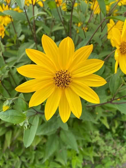Photo of free Sunflower like flowers seeds (St Albans AL1) #3