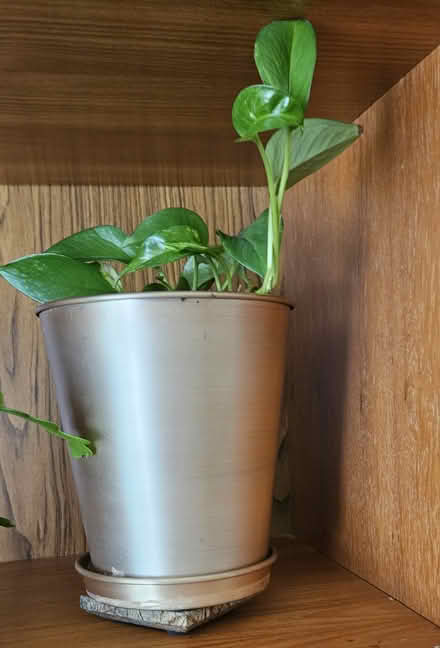 Photo of free Unpotted plants--pothos til 8.20.23 (Powhatan Crossing) #1