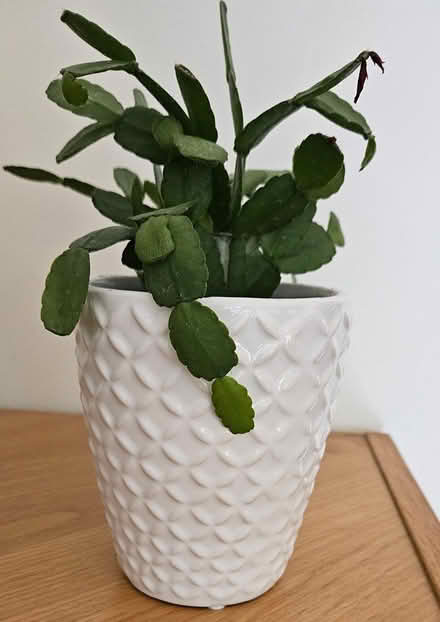 Photo of free House plants (Powhatan Crossing) #4