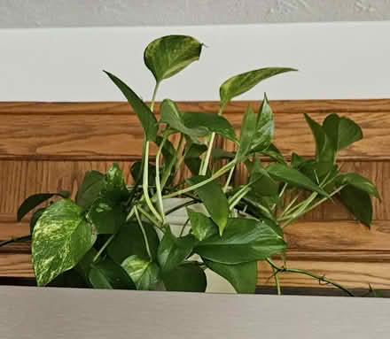 Photo of free House plants (Powhatan Crossing) #3