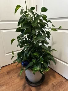 Photo of free 3ft Tall Pathos House Plant (20871) #1