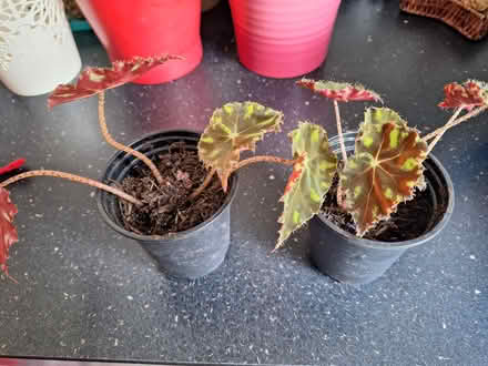 Photo of free Two young begonia indoor plants (Worcester, WR5) #1