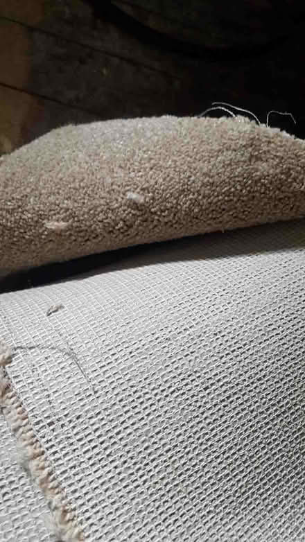 Photo of free Light coloured carpet (Sedgley DY3) #1