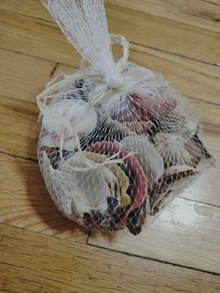 Photo of free Seashells decor, crafts (Central and Atrisco) #1