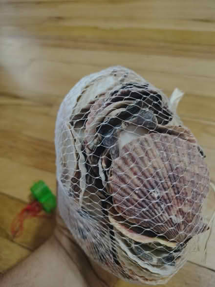 Photo of free Seashells decor, crafts (Central and Atrisco) #2