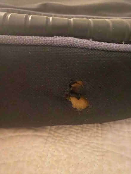 Photo of free Guitar bag (Hurlstone Park) #2
