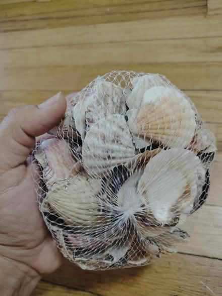 Photo of free Seashells decor, crafts (Central and Atrisco) #3