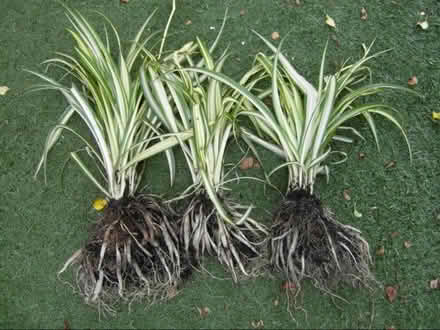 Photo of free Spider plants (Broxtowe NG8) #1