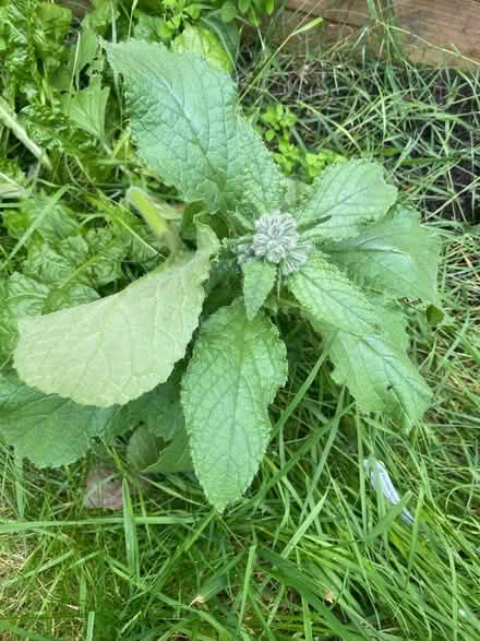 Photo of free 2 x borage/starflower plants (Hatch Warren RG22) #1