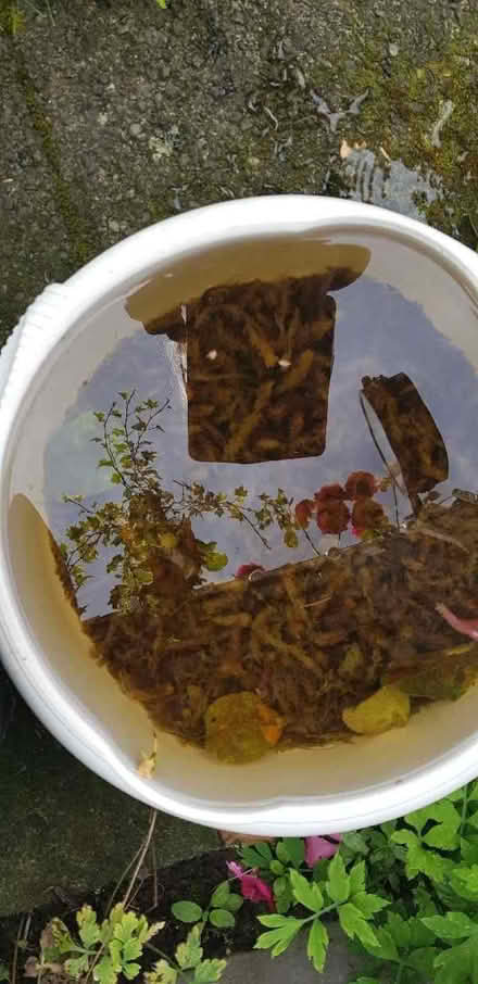 Photo of free Pond plants (Longsight M18) #1