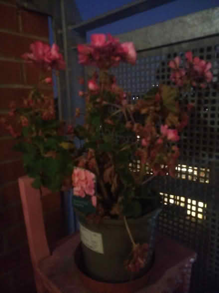Photo of free 2 x geranium plants with pots (N7 Holloway Road) #1