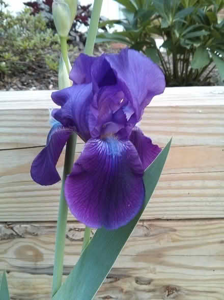 Photo of free purple iris corms (Stevens Forest, Columbia) #1