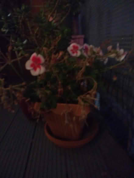 Photo of free 2 x geranium plants with pots (N7 Holloway Road) #2