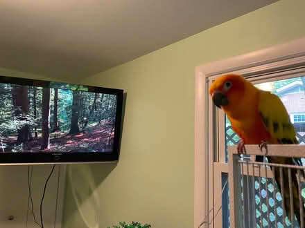 Photo of free Samsung 40” TV (Vienna) #2