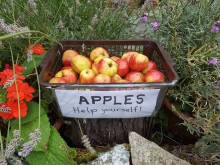 Photo of free Apples (Keswick CA12) #1