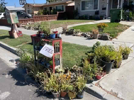 Photo of free plants (Lawrence Station Santa Clara) #1