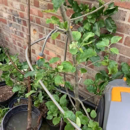 Photo of free Apple & Plum Trees (Otford) #1