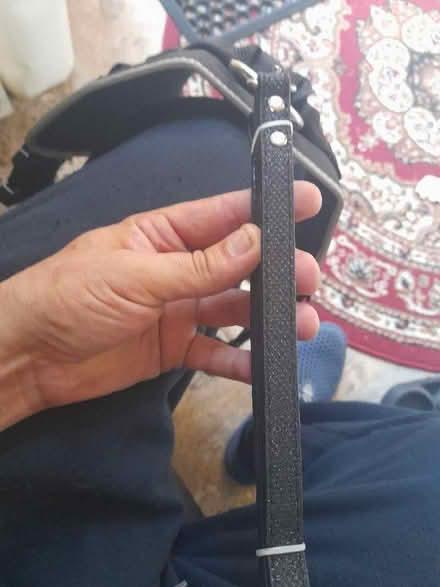 Photo of free Large dog harness (Witham CM8) #2