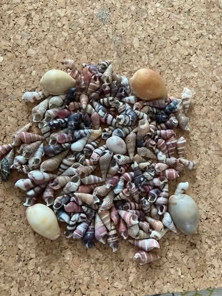 Photo of free Seashells (Woodside Park N12) #2