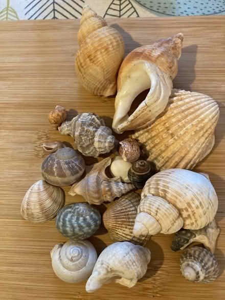 Photo of free Seashells (Woodside Park N12) #1