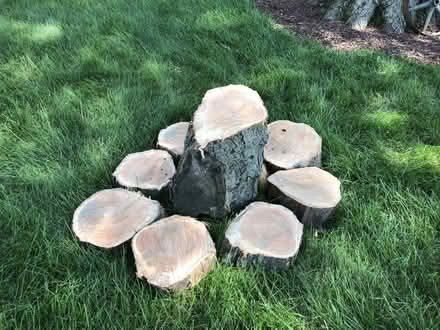 Photo of free Honey Locust (Westmont near Cass & Ogden) #1