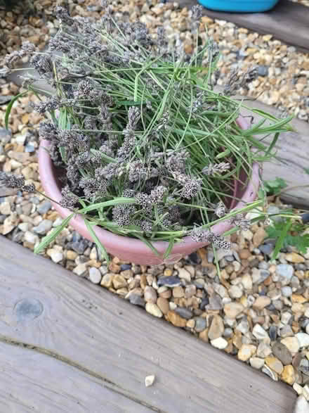 Photo of free Lavender (TN23) #1