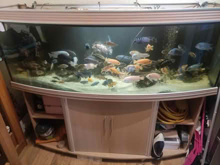 Photo of free Aquarium fish tank full setup (Bourne) #1