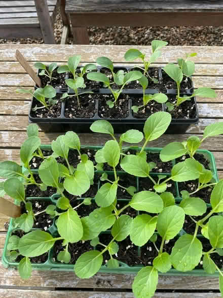 Photo of free Garden plants (Farncombe GU7) #2