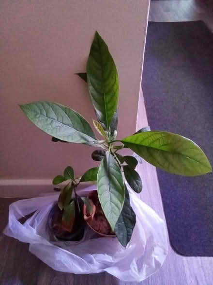 Photo of free Avocado and mango plants (Hester's Way GL51) #2
